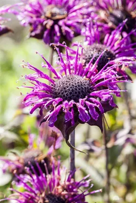 Produktbild von Monarda fistulosa 'Scorpion', Indianernessel, violett, ca. 9x9 cm Topf