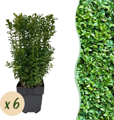Produktbild von Heckenpflanzen - Buxus sempervirens - Blatt grün - 6 Pflanzen - 1 laufender Meter - immergrün - 35-45cm - Ø18cm - Gartenpflanze
