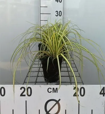 Image de 6 x Carex osh. 'Evergold' - Laîche du Japon Evergold - Pot 9 x 9 cm