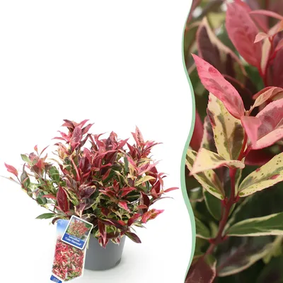 Produktbild von GreenboutiQ - Gartenpflanze - Leucothoe Colour Diamond - Bunt - 1 Pflanze - Immergrün - Wenig Pflege - Topf 17cm Höhe 35 - 45cm