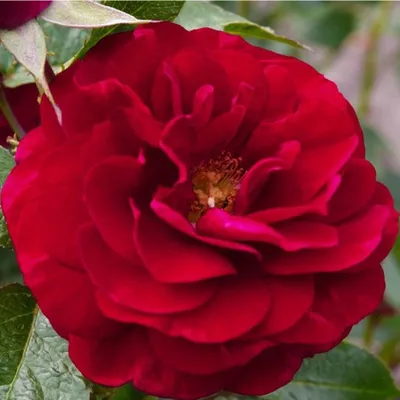 Produktbild von Rosa  - Kordes Beetrose - Rosa 'Bordeaux'®