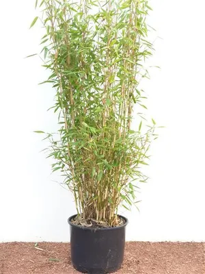 Produktbild von Fargesia murieliae 'Jumbo', Bambus, immergrün, 80-150 cm