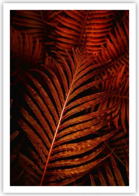 Produktbild von Poster - Poster ohne Rahmen - Rot Blätter Palmen - 70x100 cm - Wand Bild - Wanddeko - Wandbilder - Kunstposter - Wandposter - Bilder - Kunstdruck - Wanddekoration - Wandbild - P2XPA70x100-4816