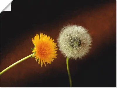 Produktbild von ARTland Poster Pusteblume Löwenzahn Größe: 60x45 cm