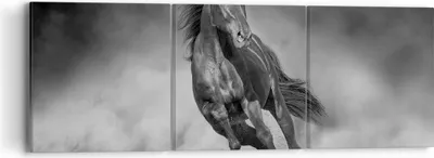 Produktbild von Bild auf Leinwand - Leinwandbild - 3 Teile - Pferd Galopp dynamisch - 90x30cm - Wand Bild - Wanddeko - Wandbilder - Leinwanddruck - Bilder - Wanddekoration - Leinwand bilder - Wandbild - CA90x30-5023