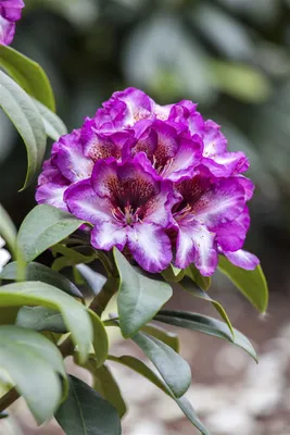 Produktbild von Rhododendron Hybr. 'Hans Hachmann', Rhododendron, rot, 30–40 cm