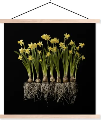 Produktbild von MuchoWow® Textilposter Mehrere Narzissen mit Zwiebeln auf schwarzem Hintergrund 40x40 cm mit holzfarbenen Rahmen - Posterleiste