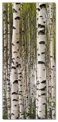 Produktbild von Wallario selbstklebende Türtapete 93 x 205 cm - Birkenwald - Baumstämme in schwarz weiß - Abwischbar, rückstandsfrei zu entfernen