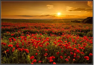 Produktbild von Wallario Wandbild Mohnblumenwiese bei Sonnenuntergang am Abend, Größe: 70,30 x 100,30 cm, Poster mit schwarzem Aluminiumrahmen