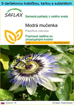 Obrázok produktu pre SAFLAX Darčeková sada - Modrá mučenka - Passiflora caerulea - 25 Semená - S darčekovou krabičkou, prepravným štítkom, darčekovou kartou a pestovateľským médiom