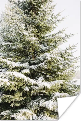 Produktbild von MuchoWow® Poster Winter - Schnee - Baum 40x60 cm - Plakate für die Wand - Poster Babyzimmer