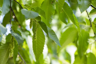 Produktbild von Carpinus betulus, Hainbuche, 30–40 cm