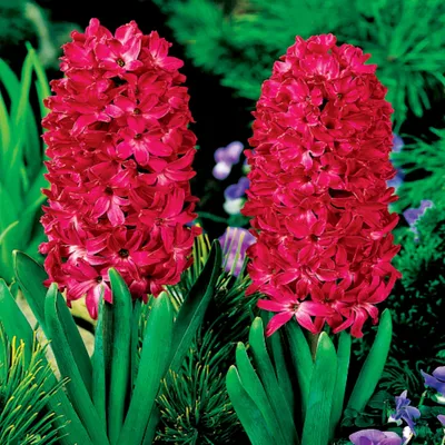 Obrázok produktu pre Hiacinty, červené, 1 kg. Cibuľky kvetín, cibule hyacintov