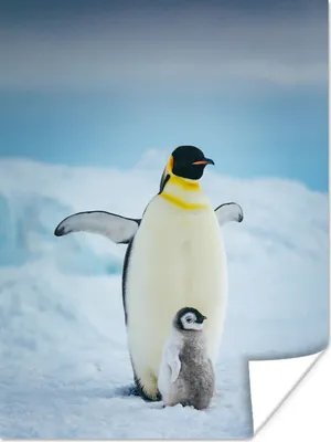Produktbild von MuchoWow® Poster Kaiserpinguin mit Jungen 120x160 cm - Wandbilder