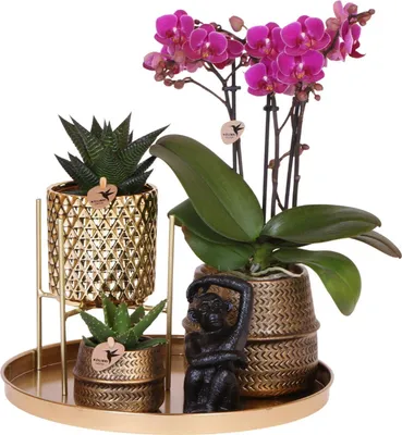 Produktbild von Kompletní sada rostlin Hotel Chic - fialová | Zelené rostliny s fialovou orchidejí Phalaenopsis včetně keramických okrasných květináčů a příslušenství