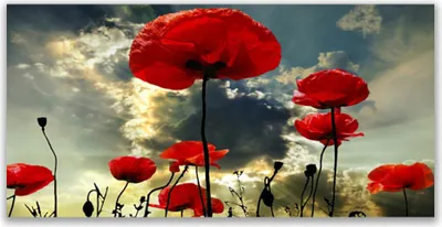 Produktbild von Tulup Leinwand-Bilder 140x70 Wandbild Canvas Kunstdruck Mohnblumen Pflanzen