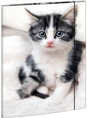 Produktbild von Zeichenmappe / Dreiklappmappe / Sammelmappe / DIN A3 / "Katze"