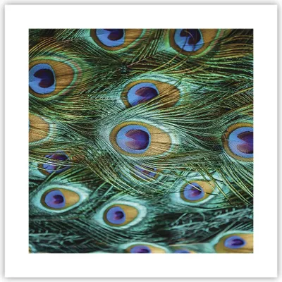 Produktbild von Poster - Poster ohne Rahmen - Pfauen Feder Makro - 40x40 cm - Wand Bild - Wanddeko - Wandbilder - Kunstposter - Wandposter - Bilder - Kunstdruck - Wanddekoration - Wandbild - P2XAC40x40-4159