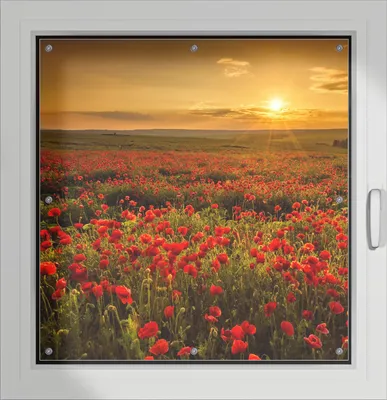 Produktbild von Wallario Lichtschutzbild, Dekorativer Sichtschutz Sonnenschutz 96 x 93 cm mit Motiv: Mohnblumenwiese bei Sonnenuntergang am Abend - Verdunklung ohne Bohren