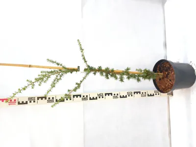 Produktbild von Cedrus libani 'Italie' 90–120 cm Libanonzeder immergrün winterhart Solitär veredelt