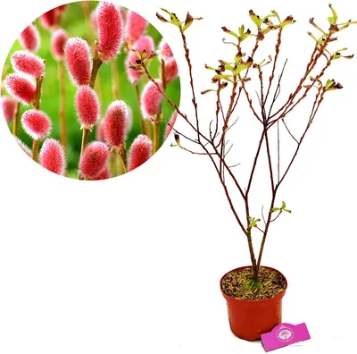 Obrázok produktu pre Salix gracilistyla 'Mount Aso'®, vŕba s ružovými mačkami - výška +40cm - 2L kvetináč
