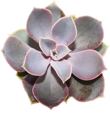 Obrázok produktu pre Echeveria - perla Norimbergu - malá rastlina v 5,5 cm kvetináči
