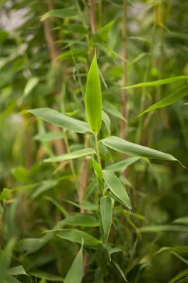Produktbild von Fargesia murieliae 'Simba', Bambus, 80–100 cm, winterhart