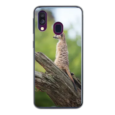 Produktbild von MuchoWow® Handyhülle Schutzhülle Hülle für Samsung Galaxy A40 Erdmännchen - Ast - Baum Silikon Softcase Handy Hülle - Handy-Tasche