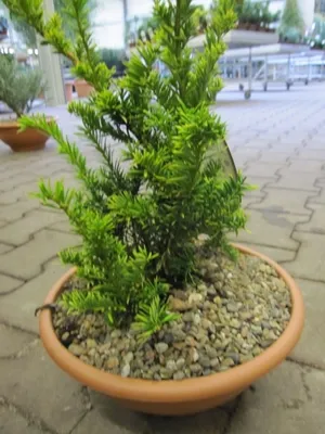 Produktbild von Taxus baccata Semperaurea - Goldeibe Semperaurea 25-30