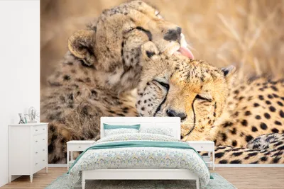 Produktbild von MuchoWow® Fototapete für Wohnzimmer oder Schlafzimmer Wandtapete Vinyl Motivtapete Geparden - Freundschaft - Tiere - 600x400 cm - Vinyltapeten