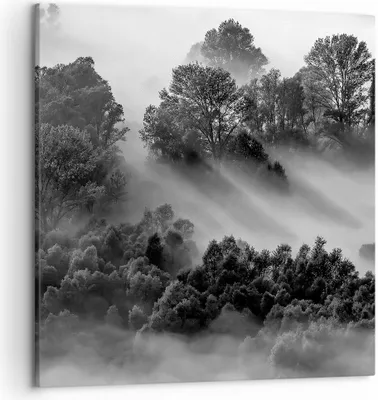 Produktbild von Bild auf Leinwand - Leinwandbild - Einteilig - Schwarzweiß Bäume Nebel - 50x50cm - Wand Bild - Wanddeko - Wandbilder - Leinwanddruck - Bilder - Wanddekoration - Leinwand bilder - AC50x50-4510