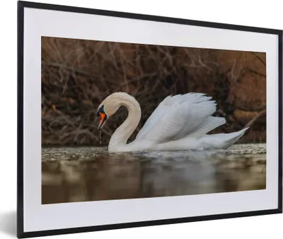 Produktbild von MuchoWow® Gerahmtes Poster Schwan - Wasser - Tiere - Vogel 60x40 cm - Poster mit Schwarzem Bilderrahmen Wandposter Rahmen Foto Bilder - Schlafzimmer - Plakat in Rahmen - Drucken