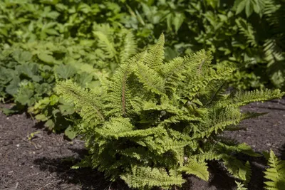 Produktbild von Polystichum setiferum, Filigranfarn, ca. 9x9 cm Topf