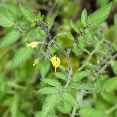 Immagine prodotto di Pomodoro delle Galápagos (Solanum cheesmaniae) - 20 semi