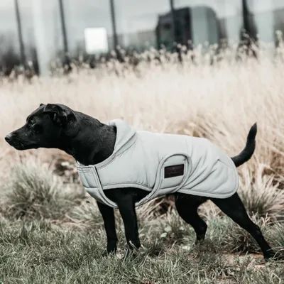 A black dog wearing a light gray dog coat stands in tall dry grass with a modern building in the background.