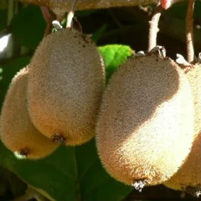 Produktbild von Kiwi `Solo´ (selbstfruchtbar) - Actinidia chinensis, 60-100cm im 3,5 Liter Topf
