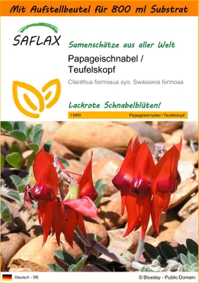 Produktbild von SAFLAX Garden in the bag - Papageischnabel / Teufelskopf - Clianthus formosus syn. Swaisonia formosa - 20 Samen - Mit Anzuchtsubstrat im praktischen, selbst aufstellenden Beutel