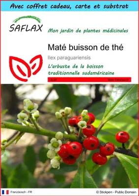 Image de SAFLAX Ensemble-cadeau - Maté buisson de thé - 10 graines - Ilex