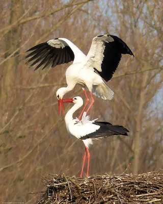 Produktbild von Vögel Kunstdruck Bild - Ein Storchenpaar Auf Ihrem Nest (50 x 40 cm)