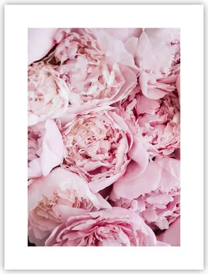 Produktbild von Poster - Poster ohne Rahmen - Blumenstrauß Blumen Rosa - 30x40 cm - Wand Bild - Wanddeko - Wandbilder - Kunstposter - Wandposter - Bilder - Kunstdruck - Wanddekoration - Wandbild - P2XPA30x40-5001