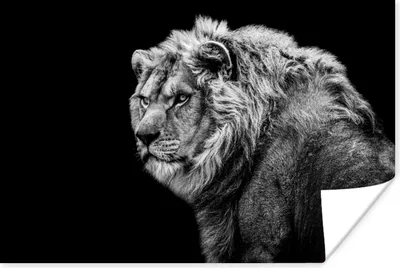 Produktbild von MuchoWow® Poster Löwe - Porträt - Wildtiere - Schwarz - Weiß 60x40 cm - Schlafzimmerdekoration