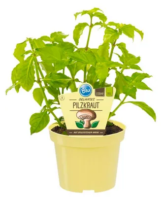 Produktbild von Pilzkraut- Rungia klossii - Kräuterpflanze im 12cm Topf