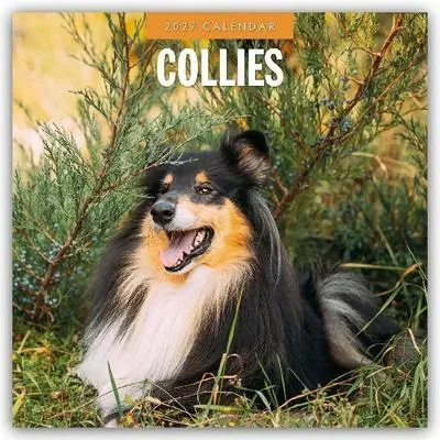Zdjęcie produktu dla Collie - Kalendarz na rok 2027 (format 16-miesięczny)