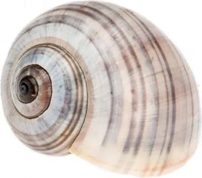 Produktbild von Pila ampullacea 3-4cm | Ampullariidae