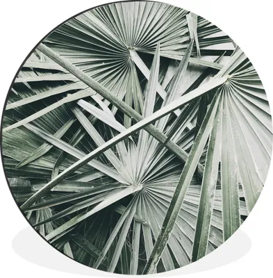 Produktbild von MuchoWow® Aluminium Wandkreis Tropisch - Palmenblatt - Grün Ø 60 cm Wanddeko Modern Wohnzimmer - Wand Kreis - Wandbild - Schlafzimmer - Aluminium Bild - Kinderzimmer - Wohnzimmer Dekoration - Wandschmuck