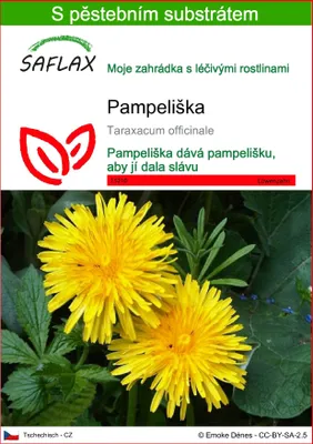 Obrázek produktu pro SAFLAX - pampeliška - Taraxacum officinale - 200 Semena - S pěstebním substrátem bez klíčků