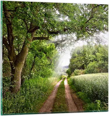 Produktbild von Bilder auf glas - Pfad Natur Wald Grün - 50x50cm - Glasbilder - Wandbilder - Kunstdruck - zum Aufhängen bereit - Wanddekoration aus Glas - Glas Bilder - Wandbild auf Glas - Einteilig - GAC50x50-2637