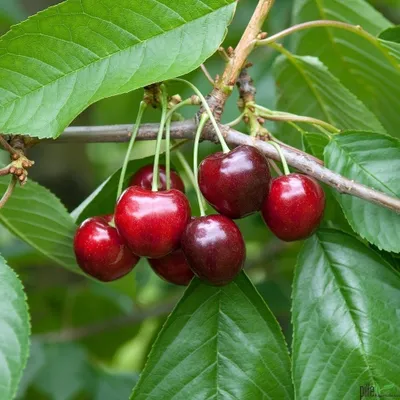 A close-up of several ripe cherries hanging from a branch with green leaves.