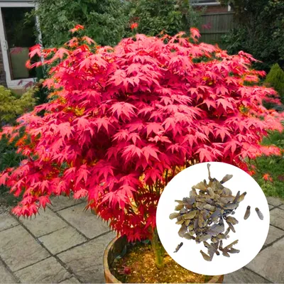 Produktbild von Acer Palmatum Samen - 50er Pack - Exotensamen - Winterhart - Fächerahorn