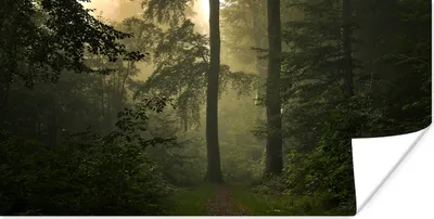 Produktbild von MuchoWow® Poster Wald - Bäume - Pflanzen - Blätter 40x20 cm - Poster für die Wand - Poster Schlafzimmer